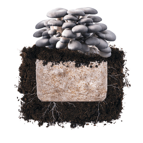 Blue Oyster 'Plant & Grow' Garden Block